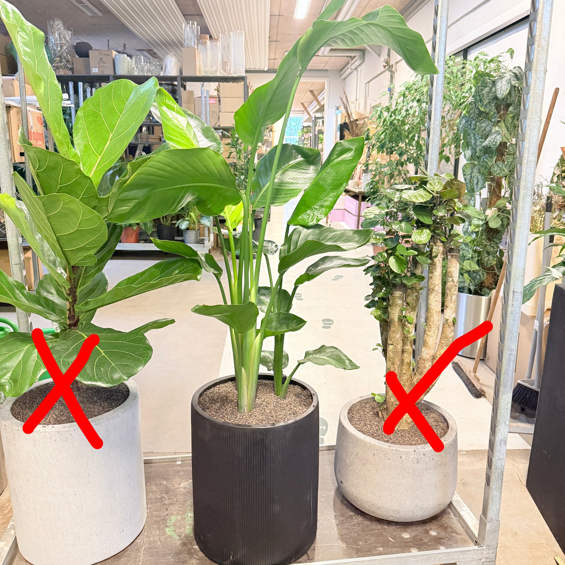 Second Hand Strelitzia – Paradisfugl med Karakter