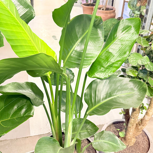 Second Hand Strelitzia – Paradisfugl med Karakter