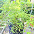 Indlæs billede i gallerivisning, Second Hand Japansk Ahorn – Acer palmatum på 150 cm i Sort Krukke
