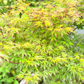 Indlæs billede i gallerivisning, Second Hand Japansk Ahorn – Acer palmatum på 140 cm i Hvid Krukke
