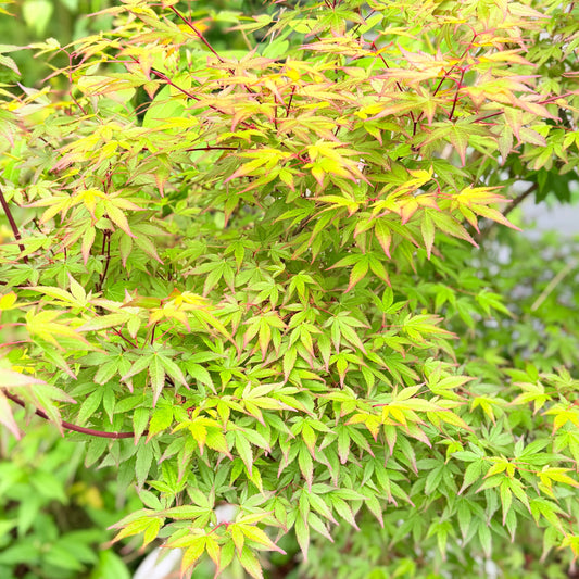 Second Hand Japansk Ahorn – Acer palmatum på 140 cm i Hvid Krukke