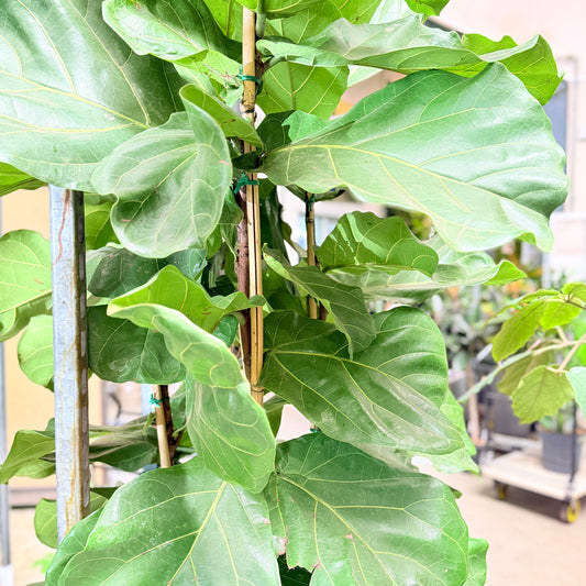 Second Hand Violinfigen – Ficus lyrata på 250 cm i Genbrugskrukke af Valgplakater