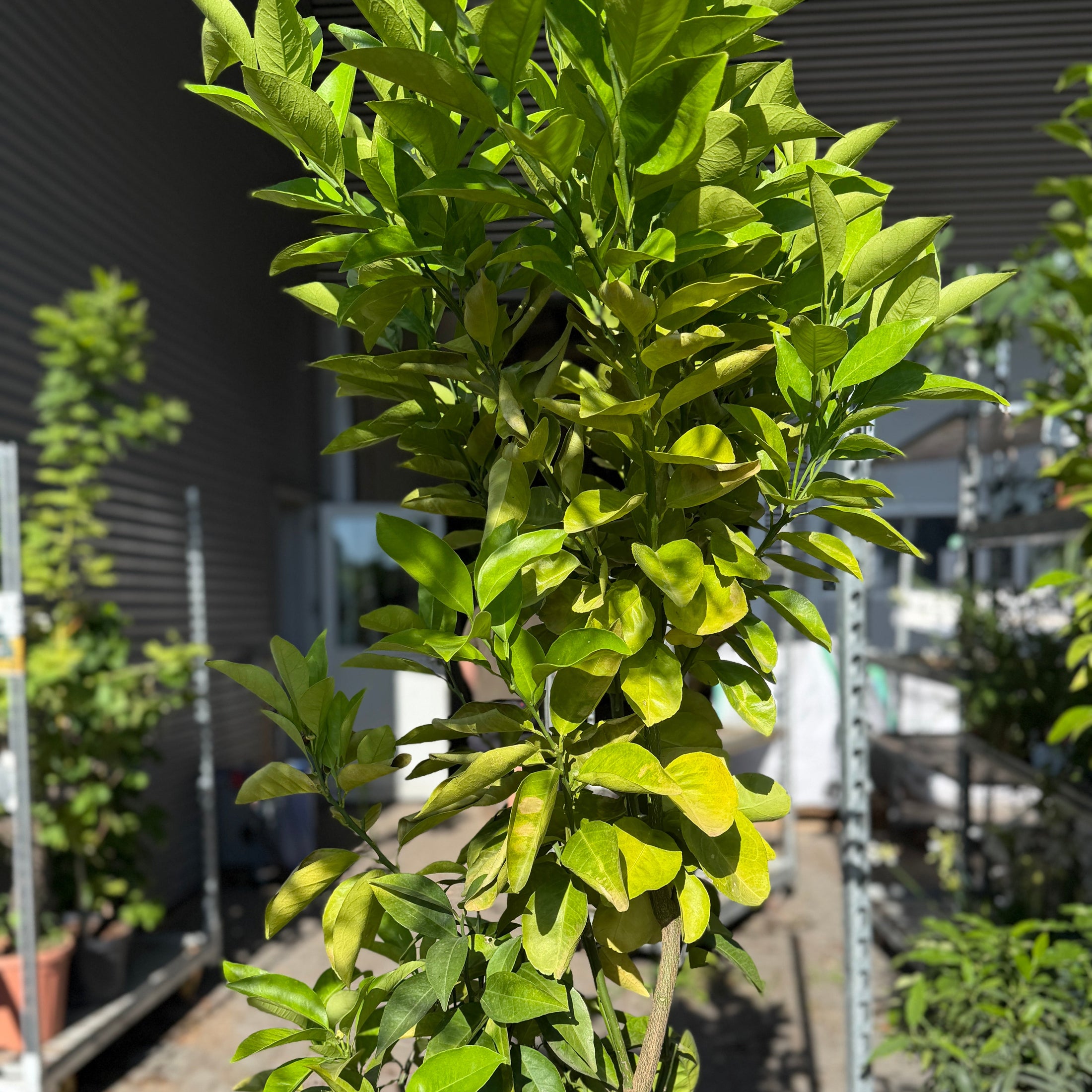 Second Hand Appelsintræ – Citrus sinensis på 210 cm i Terracottakrukke