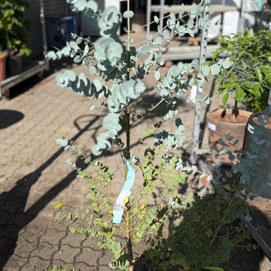 Second Hand Sølv-Eukalyptus – Eucalyptus gunnii på 160 cm i Terracottakrukke