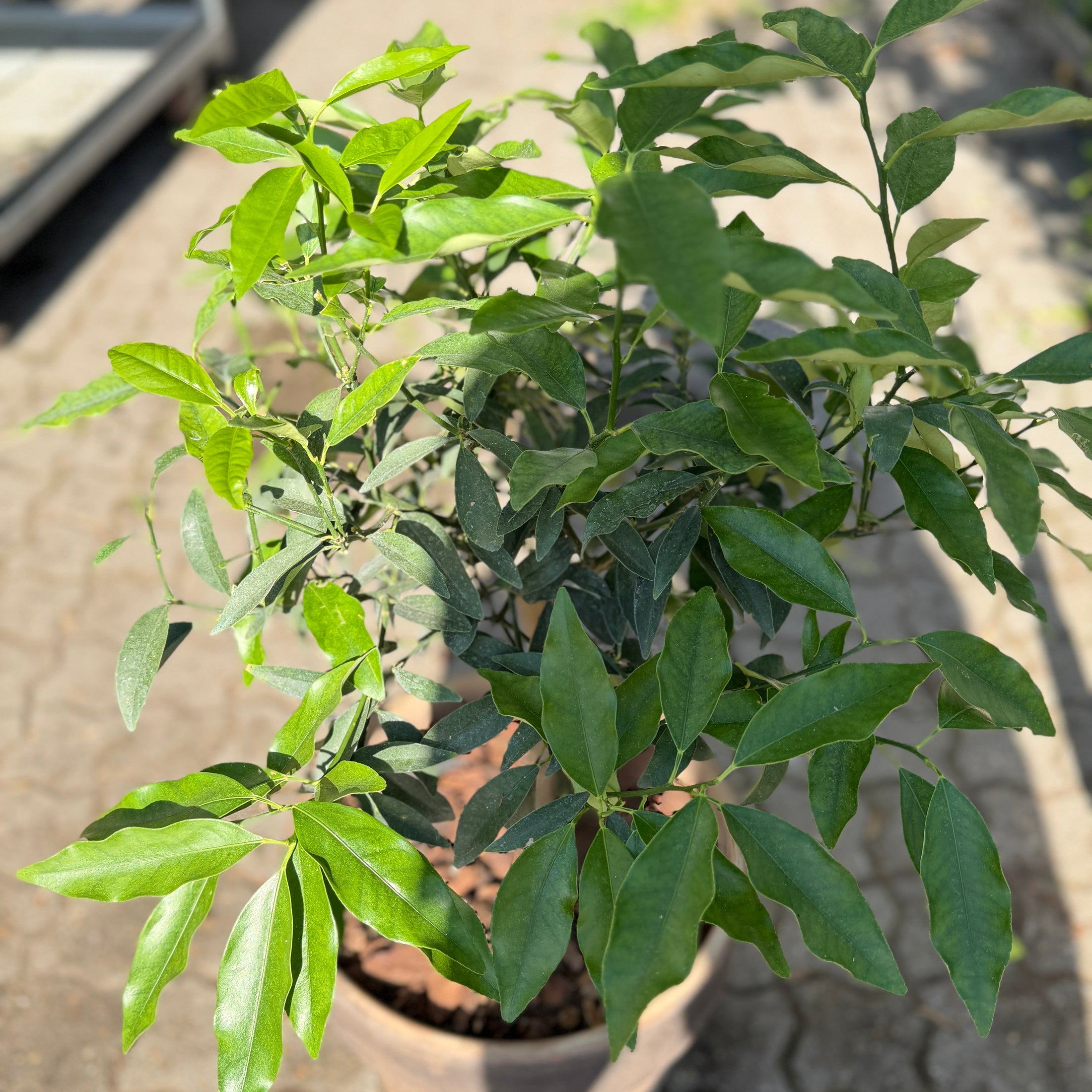 Second Hand Kumquat – Fortunella margarita i Terracottakrukke
