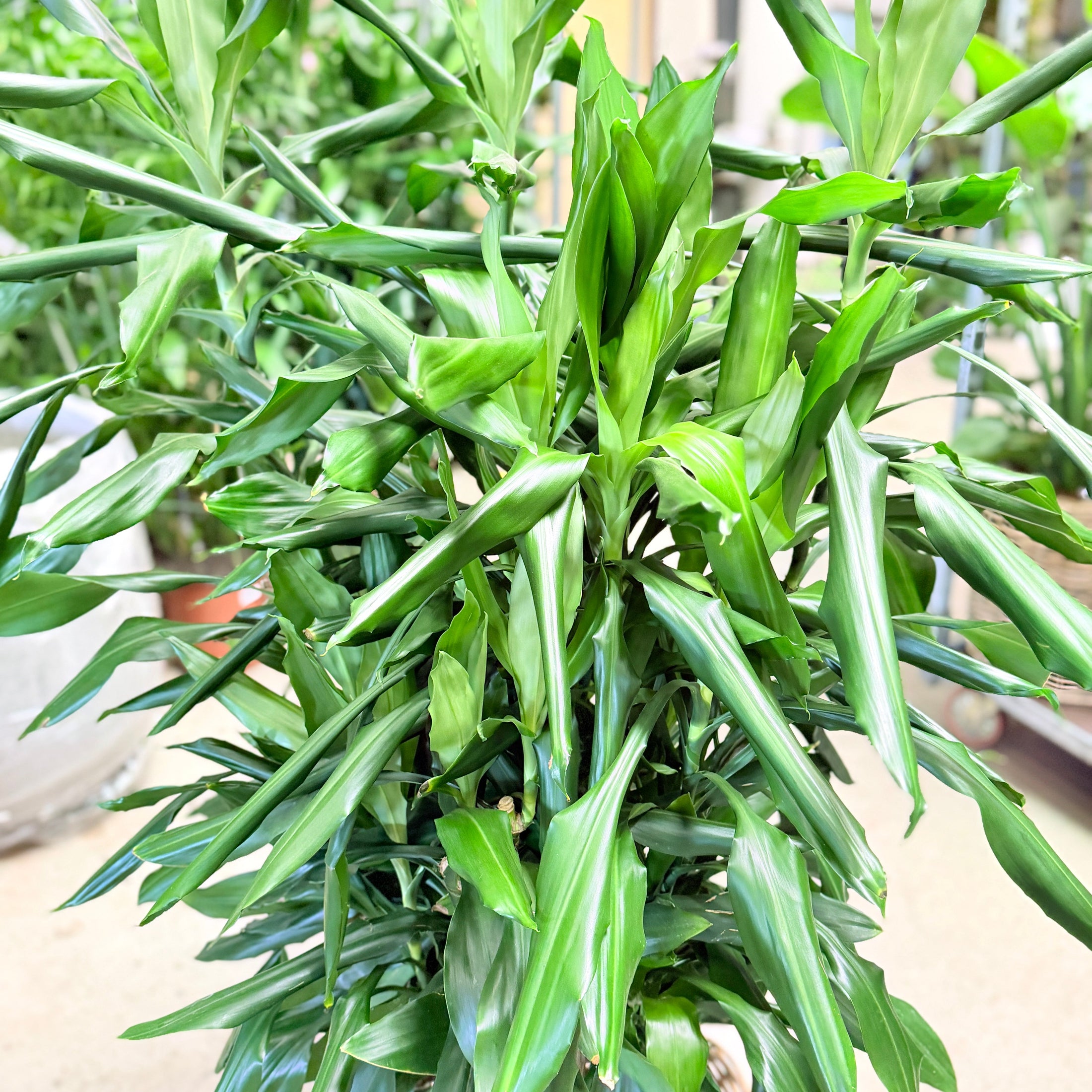 Second Hand Dracaena fragrans – 150 cm i Dekorativ Fletkurv