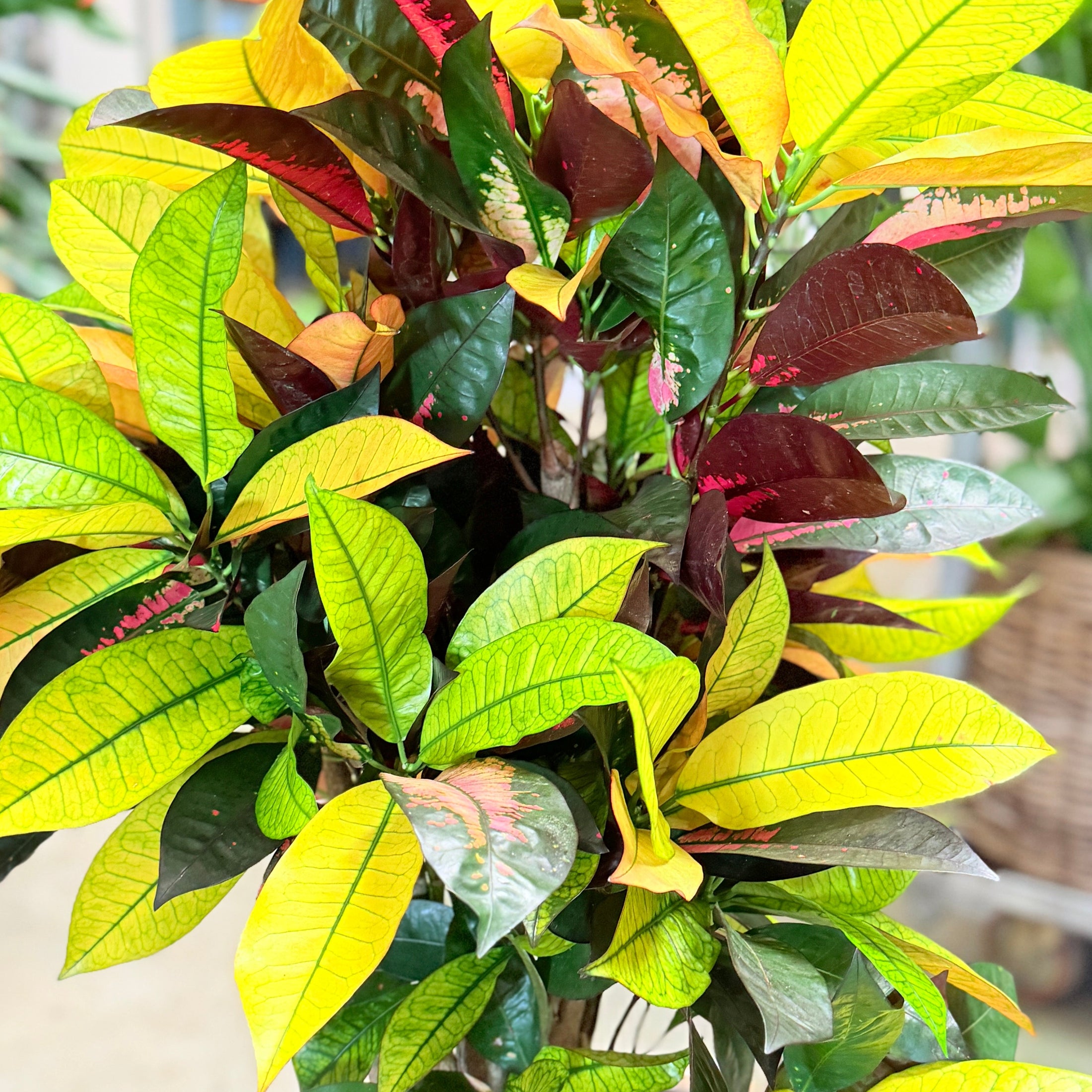 Second Hand Croton – Codiaeum variegatum på 150 cm i Dekorativ Fletkurv