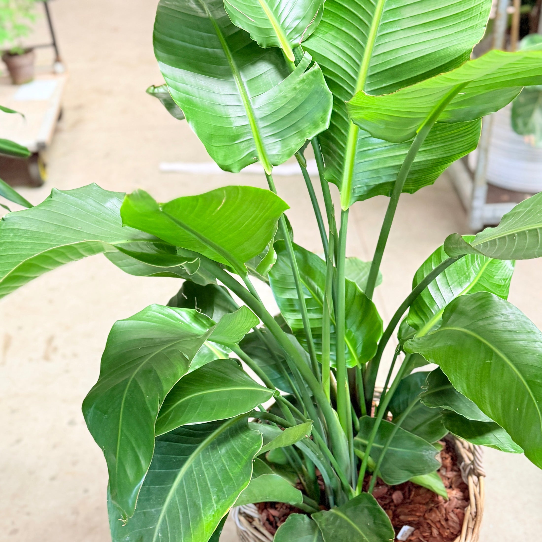 Second Hand Paradisfugl – Strelitzia nicolai på 120 cm i Dekorativ Fletkurv