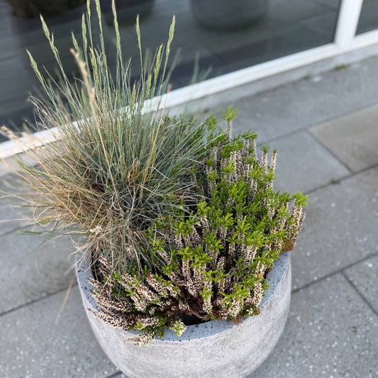 Udendørs samplantning i cementkrukke ca. 70 cm. høj