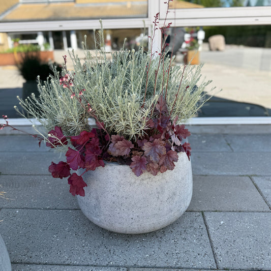 Udendørs samplantning i cementkrukke