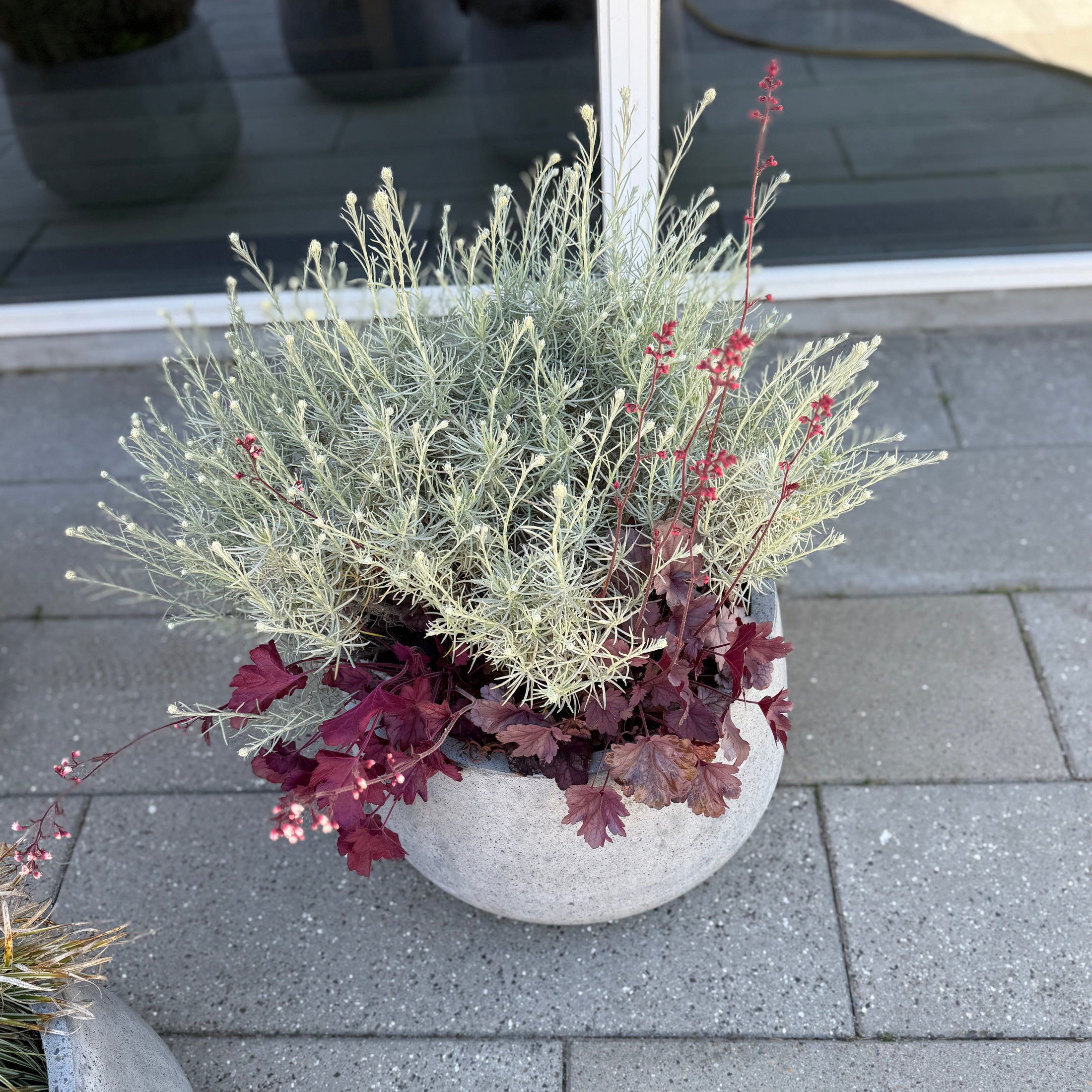 Udendørs samplantning i cementkrukke