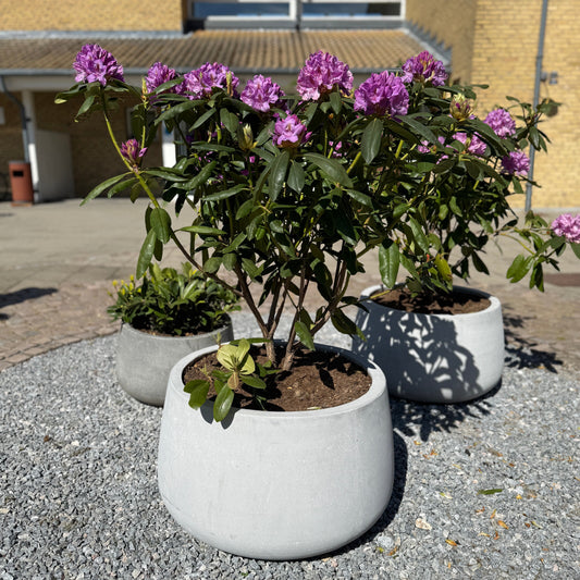 Rhododendron i cementkrukke ca. 130 cm.