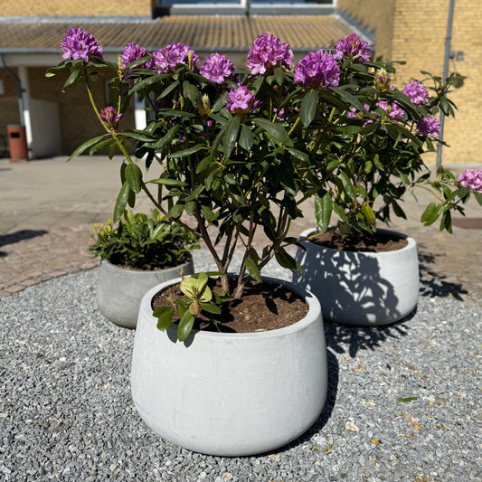 Rhododendron i cementkrukke ca. 130 cm.