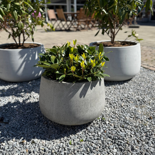 Second hand plante i cementkrukke – Kompakt 60 cm opsats med friske skud