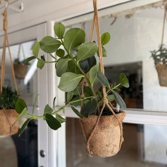Peperomia obtusifolia - Ficus 'Tineke'  i hængepotte – Fyldig og robust