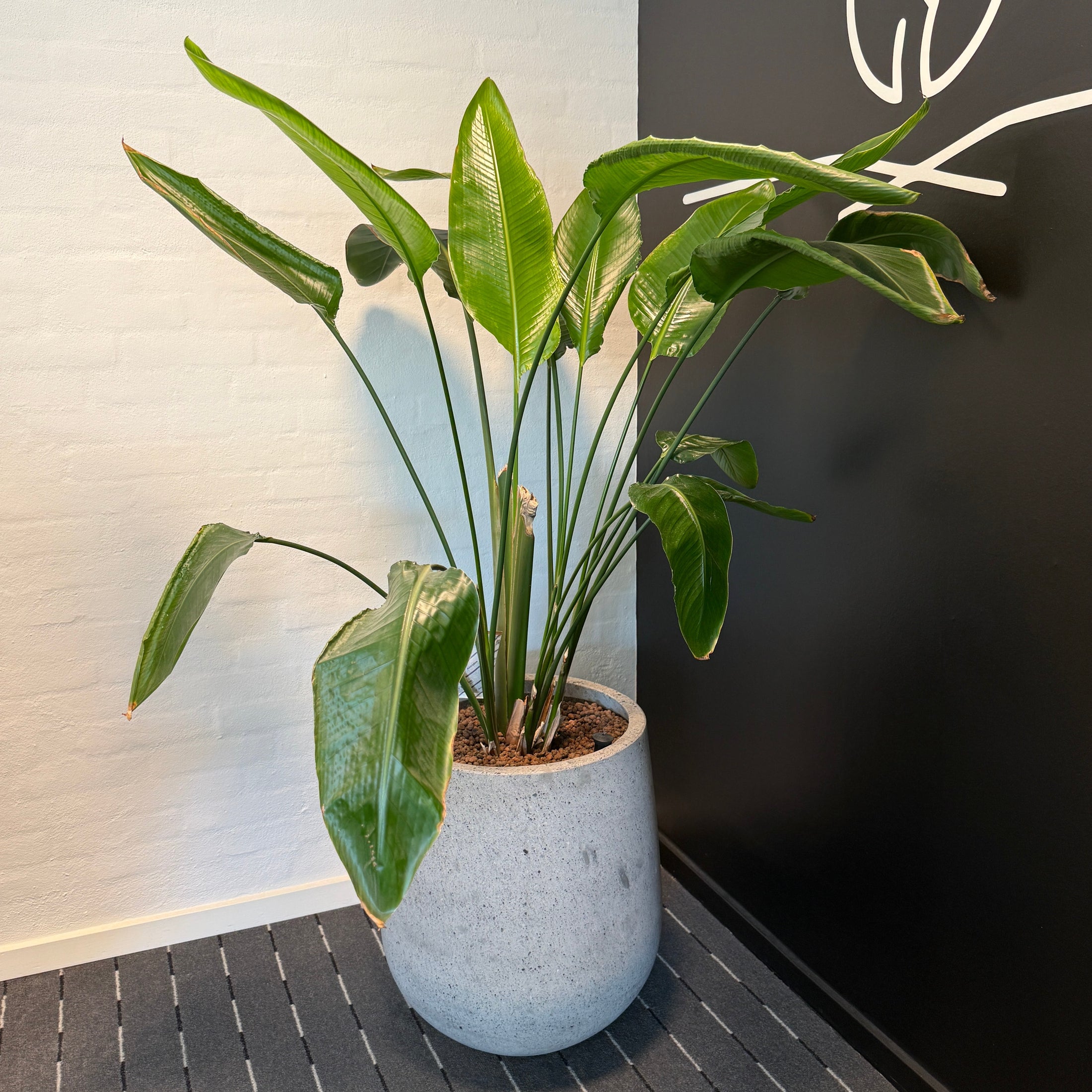 Strelitzia Nicolai i cementkrukke ca. 160 cm. højde