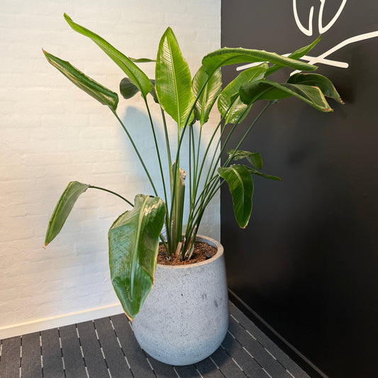 Strelitzia Nicolai i cementkrukke ca. 160 cm. højde