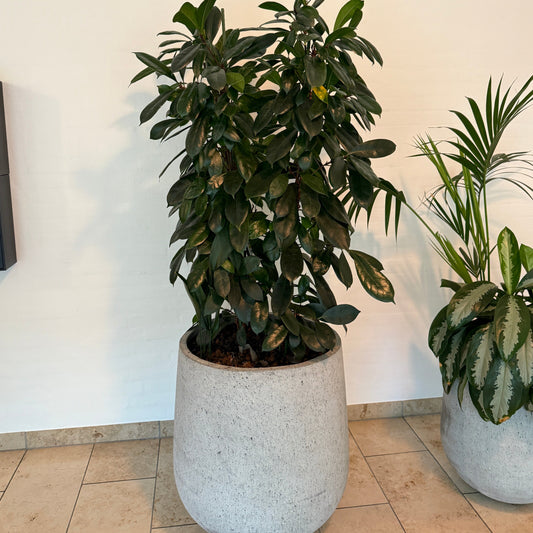 Second hand Vinterfigen i cementkrukke - 150 cm. højde inkl plante