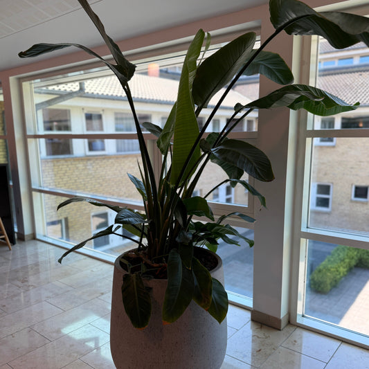 Strelitzia Nicolai / Paradisfuglplante – 190 cm inkl. cementkrukke