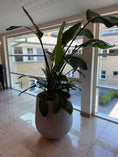 Indlæs billede i gallerivisning, Strelitzia Nicolai / Paradisfuglplante – 190 cm inkl. cementkrukke
