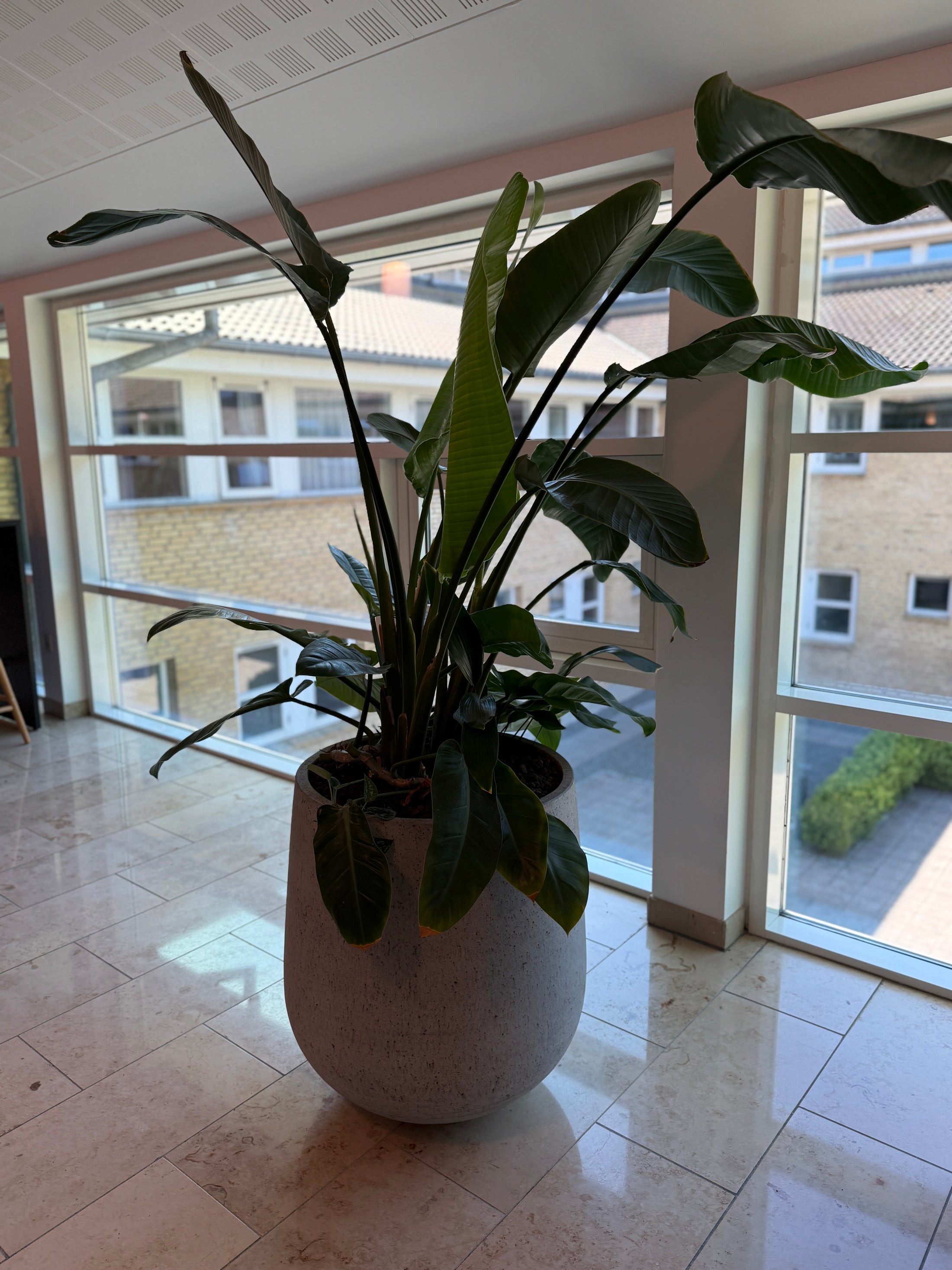Strelitzia Nicolai / Paradisfuglplante – 190 cm inkl. cementkrukke