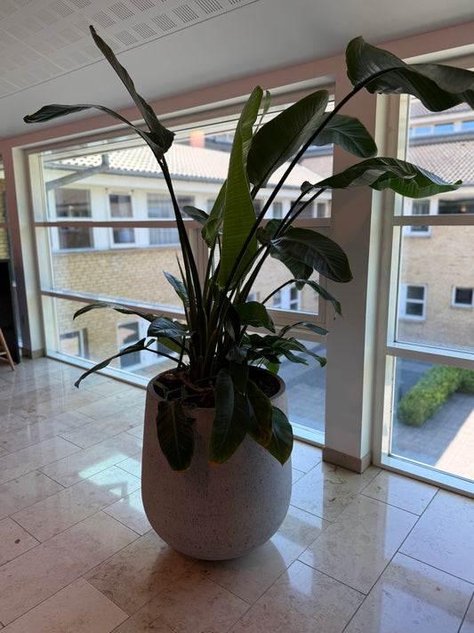 Strelitzia Nicolai / Paradisfuglplante – 190 cm inkl. cementkrukke