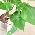 Indlæs billede i gallerivisning, Second Hand Monstera deliciosa Thai Constellation – 130 cm i Grå Cementkrukke
