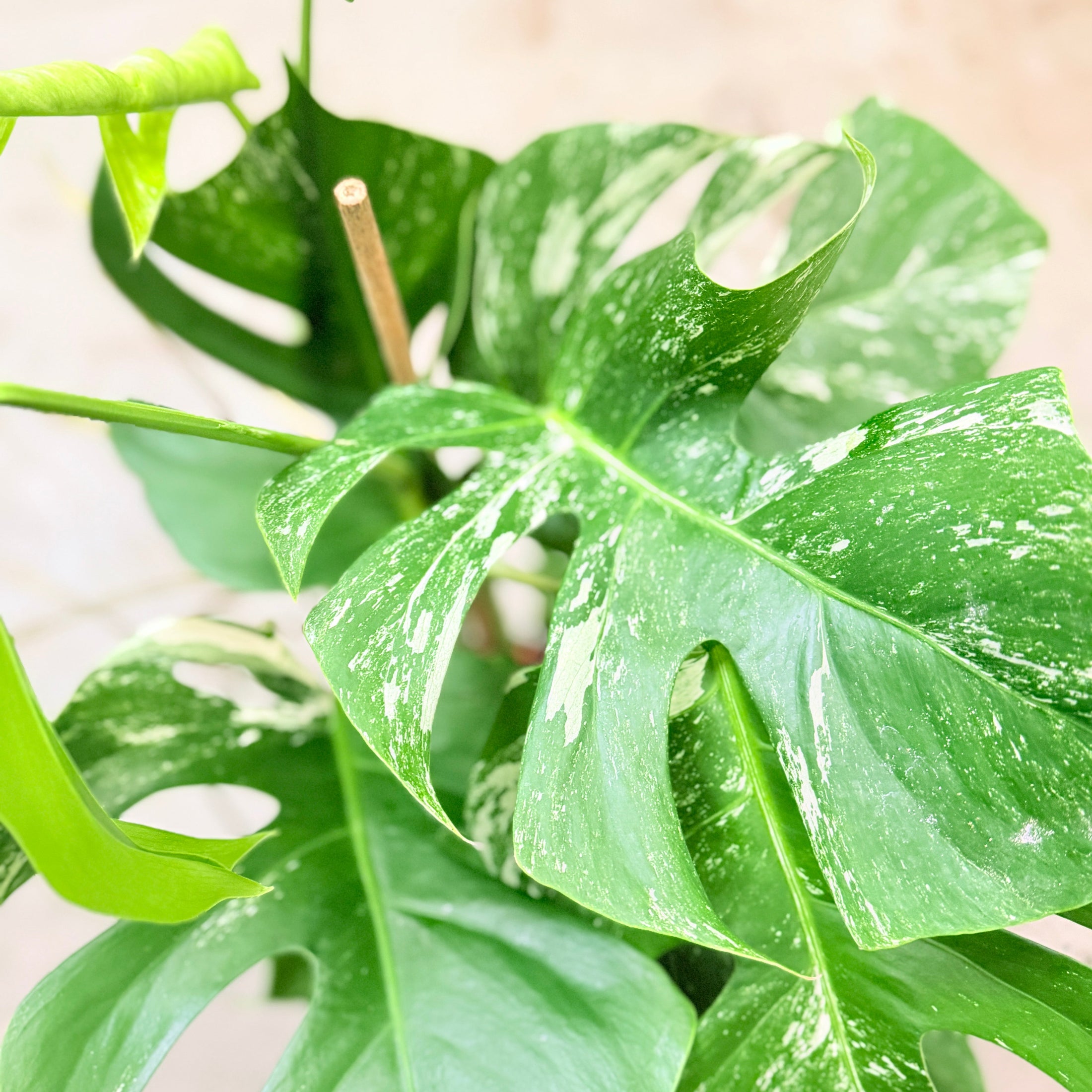Second Hand Monstera deliciosa Thai Constellation – 130 cm i Grå Cementkrukke