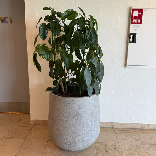 170 cm Dypsis lutescens og Schefflera