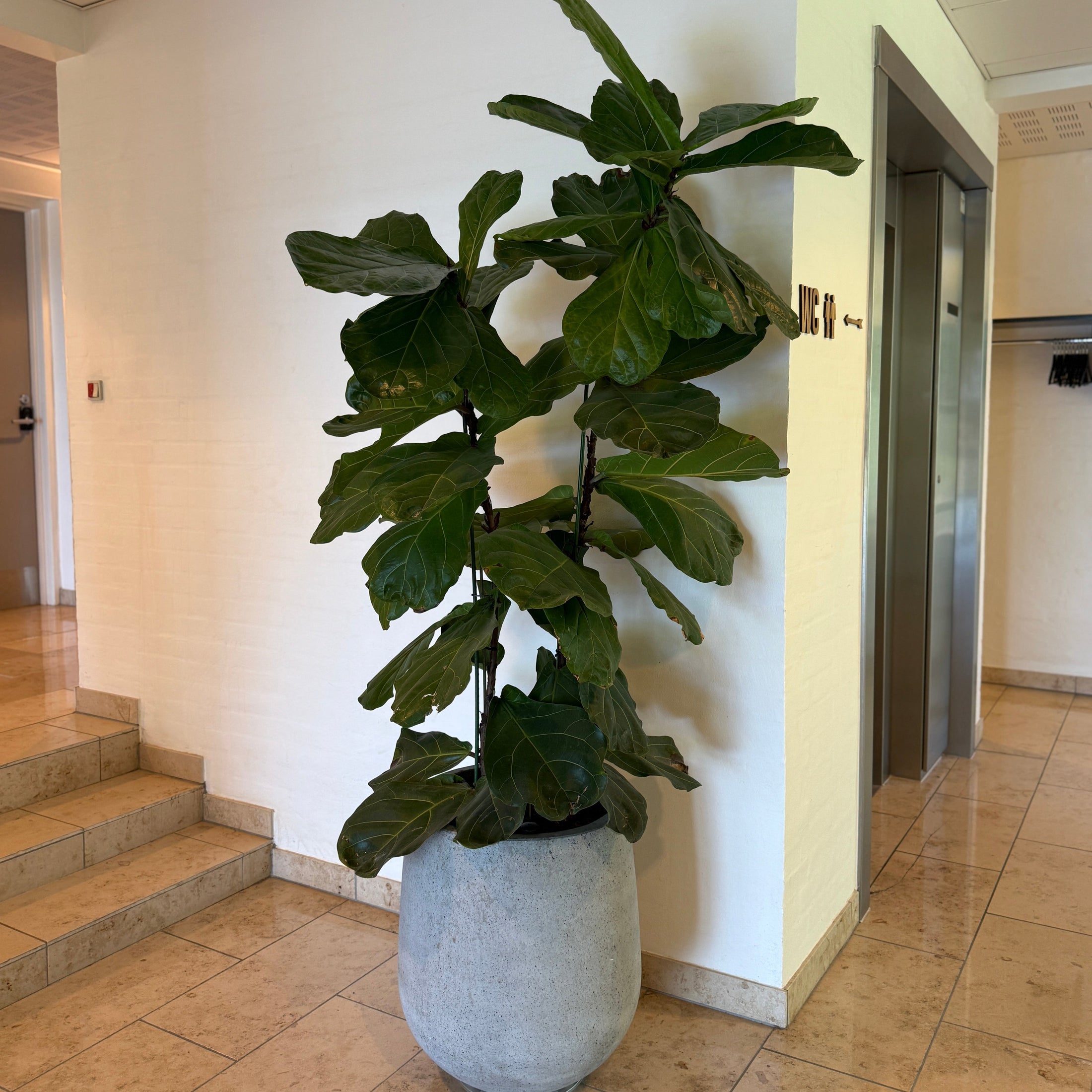 Kæmpe Ficus Lyrata (Violinfigner) i cementkrukke ca. 200 cm.