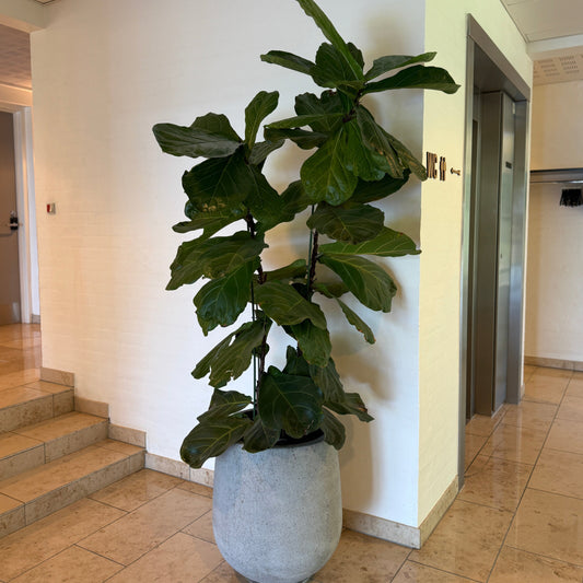 Kæmpe Ficus Lyrata (Violinfigner) i cementkrukke ca. 200 cm.