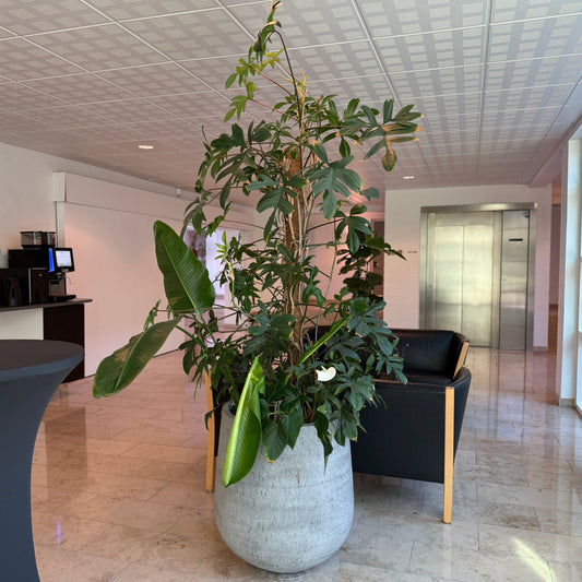 komposition med Philodendron bipinnatifidum og Tropiske Planter ca. 220 cm.