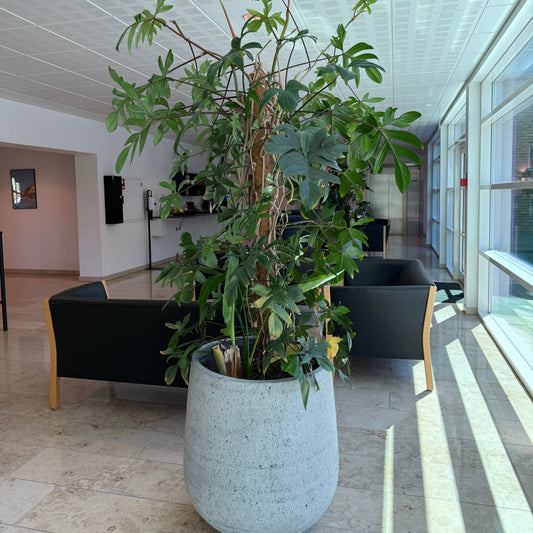Tropisk Plantekomposition med Philodendron 220 cm.