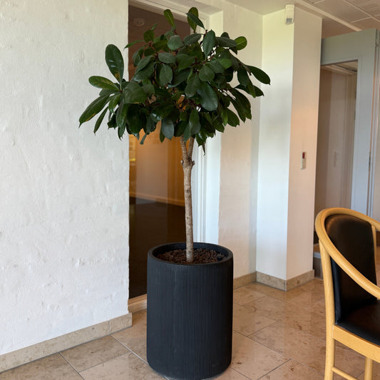Ficus elastica (Gummifigen) 170 cm. høj