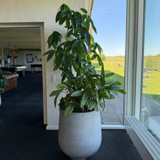 Pachira aquatica og Aglaonema 205 cm. høj