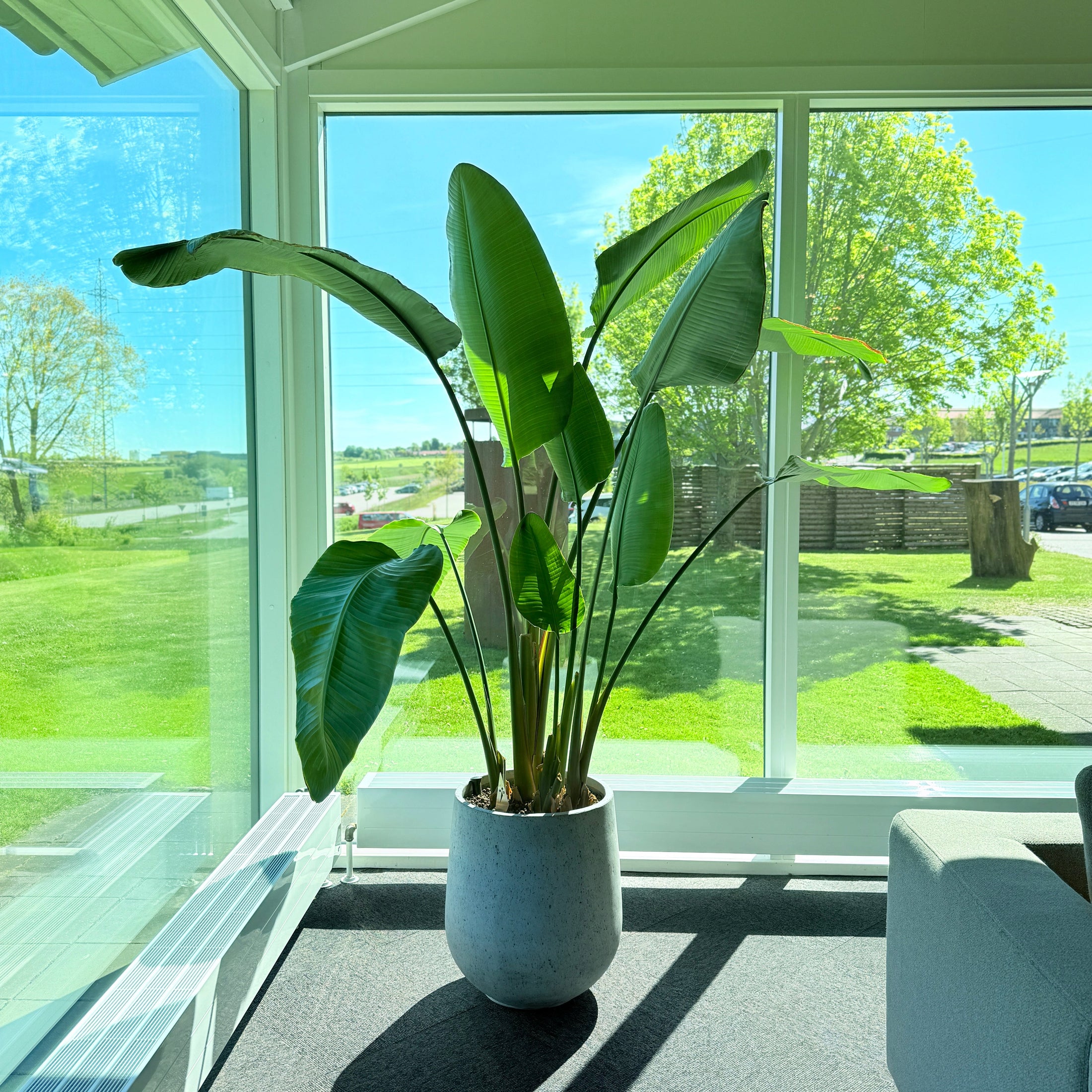 Strelitzia nicolai (Paradistræ) – Stor Second Hand Plante 220 cm.