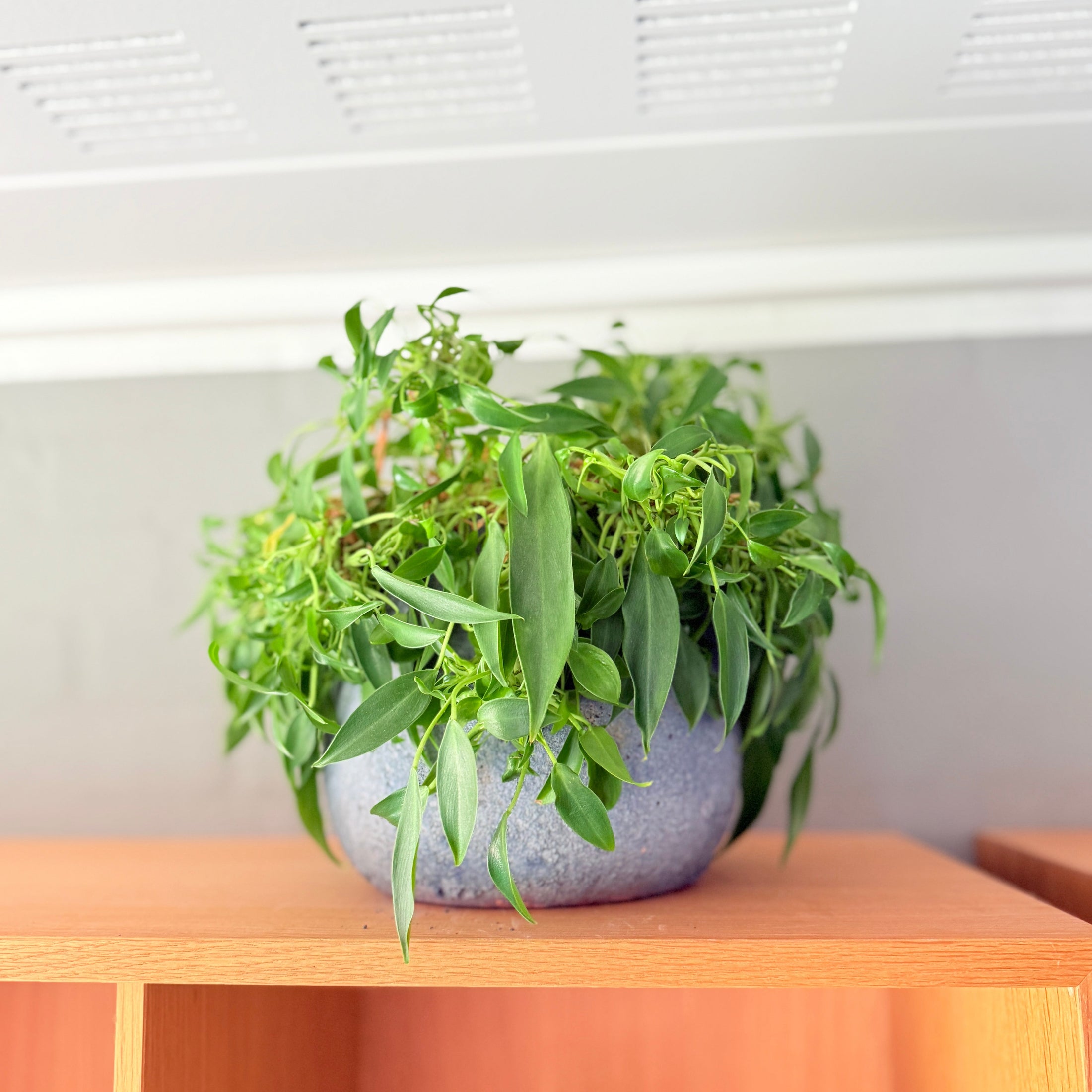 Lille hængeplante – Second Hand Plante i blå krukke