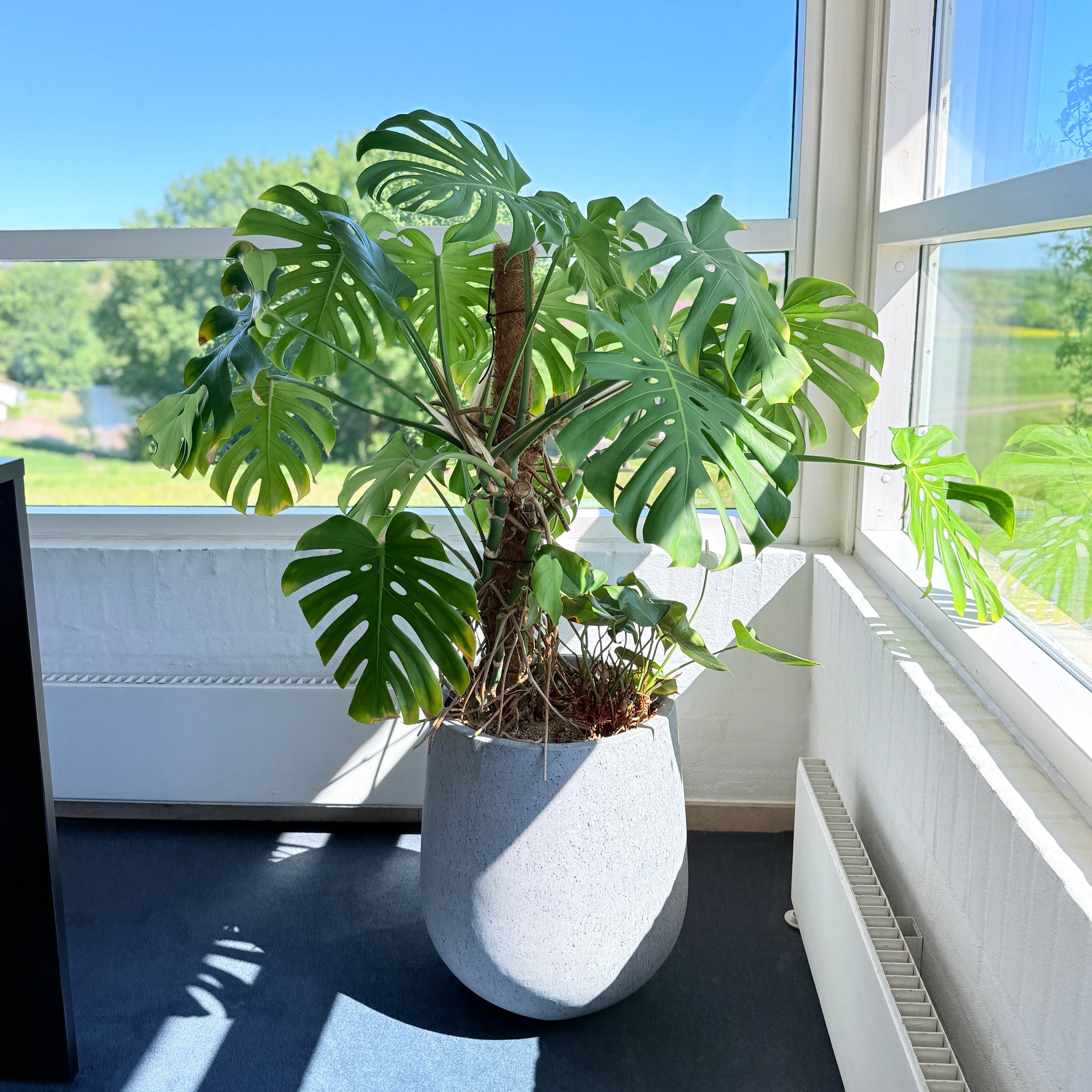 Stor Monstera deliciosa (Fingerphilodendron)  160 cm.
