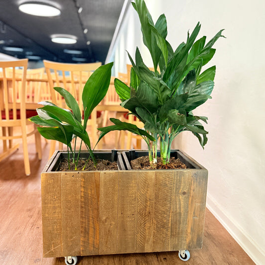 Mobil Plantekasse med Aspidistra og Calathea