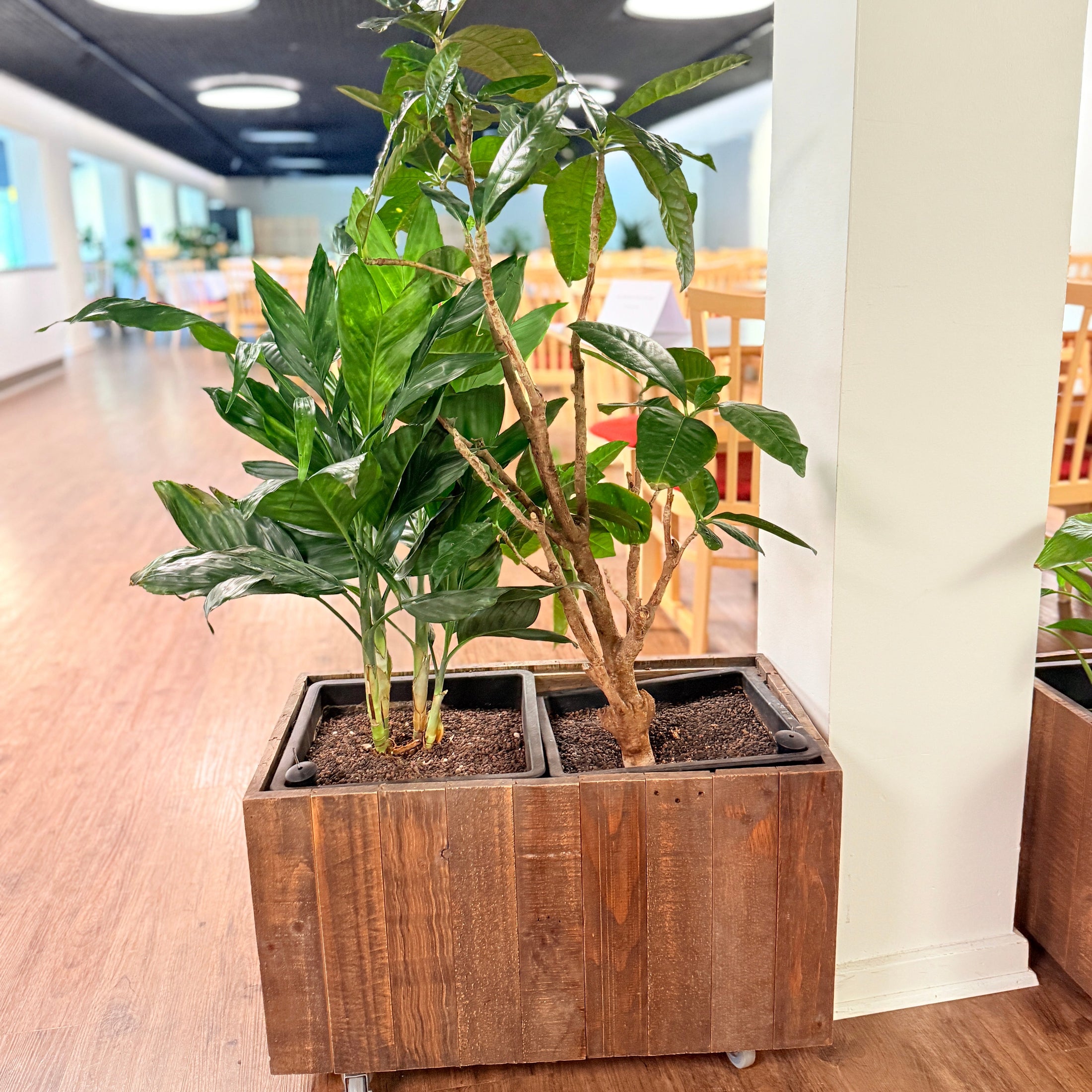 Mobil Plantekasse med Kaffetræ og Calathea