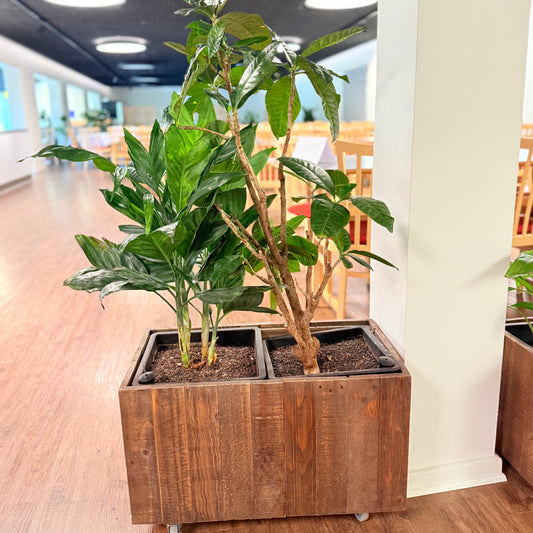 Mobil Plantekasse med Kaffetræ og Calathea