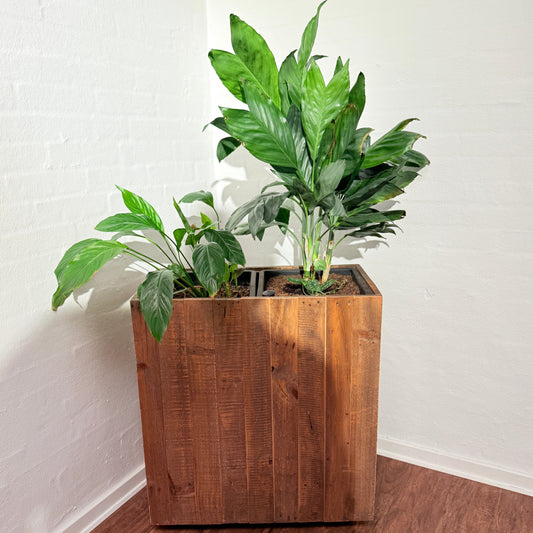 Plantekasse med Fredslilje og Calathea 140 cm. inkl planter
