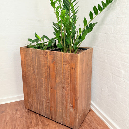 Plantekasse med Zamioculcas og Philodendron 120 cm. høj inkl plante