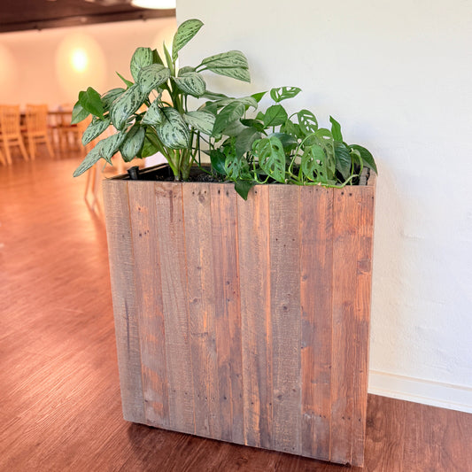 Plantekasse med Aglaonema og Monstera adansonii 100 cm. høj inkl plante