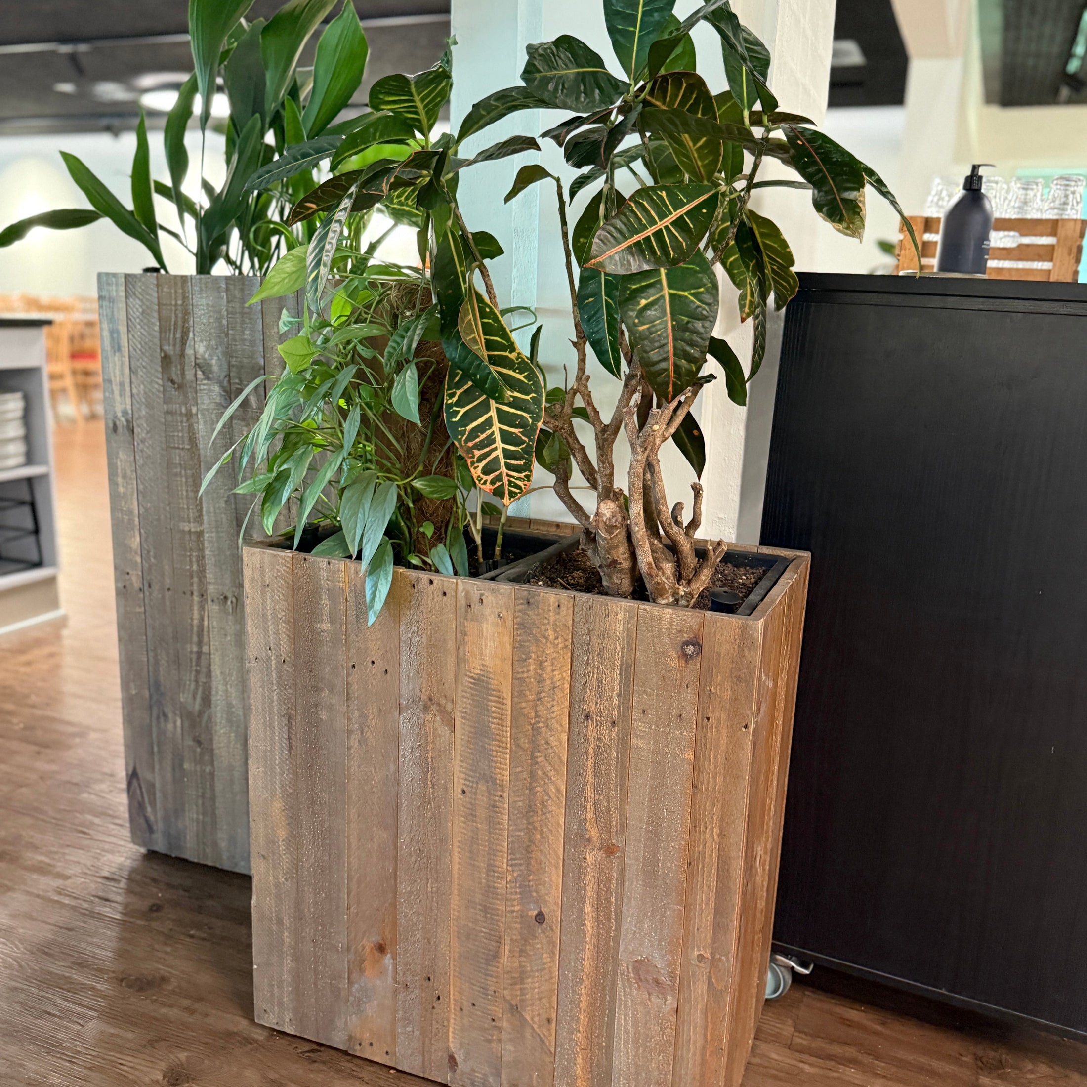 Plantekasse med Kroton og Philodendron