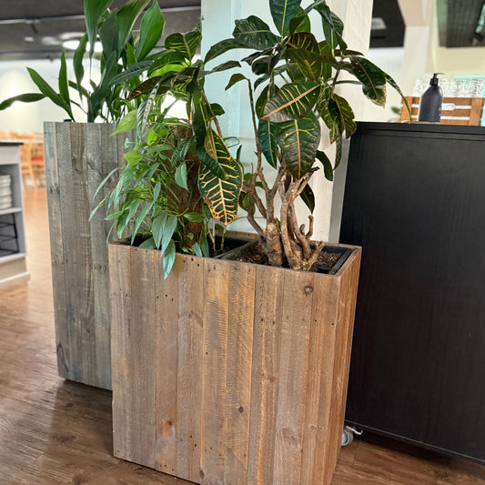 Plantekasse med Kroton og Philodendron