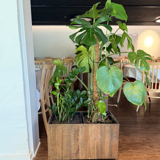 Plantekasse med Monstera og Zamioculcas 140 cm. inkl plante