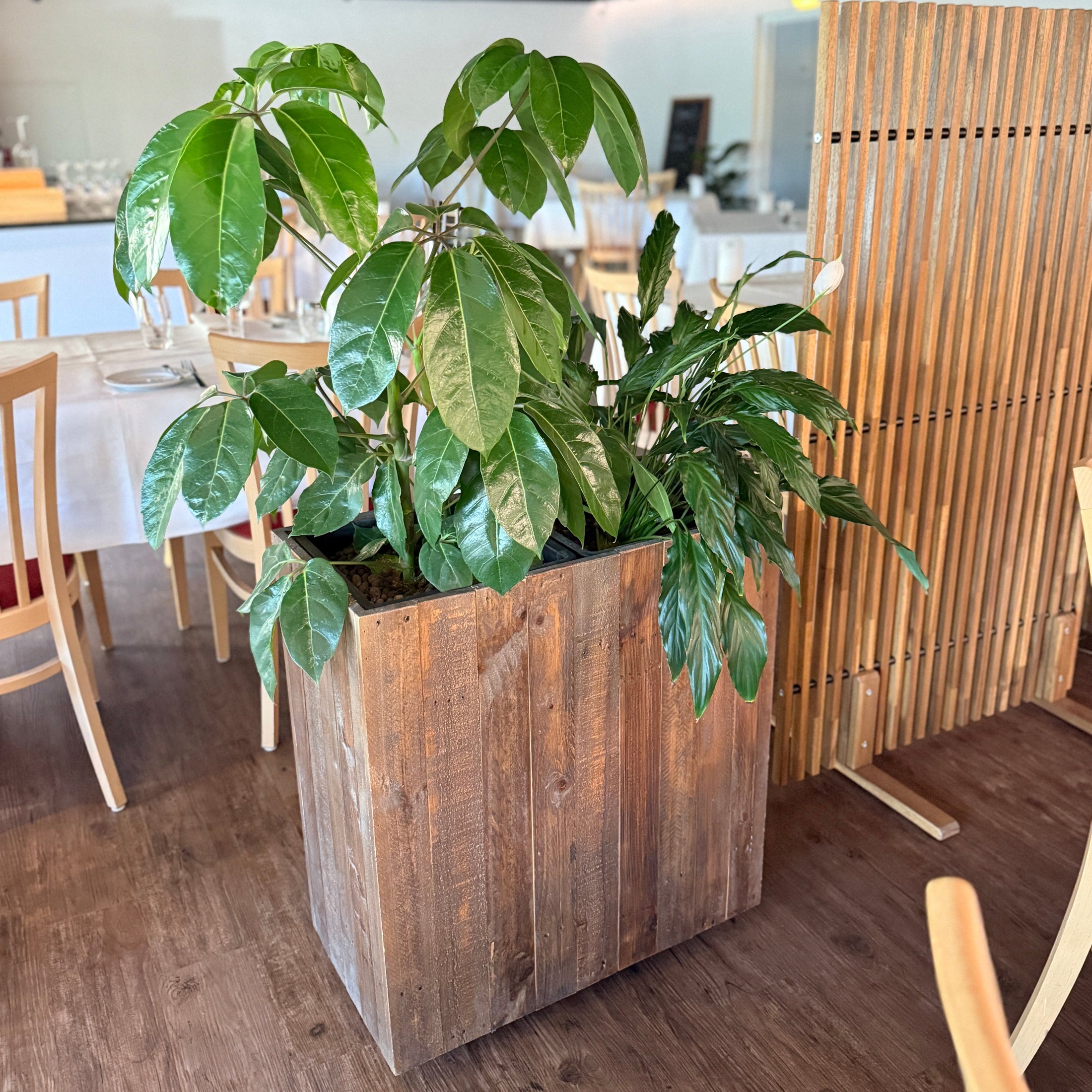 lantekasse med Schefflera og Calathea