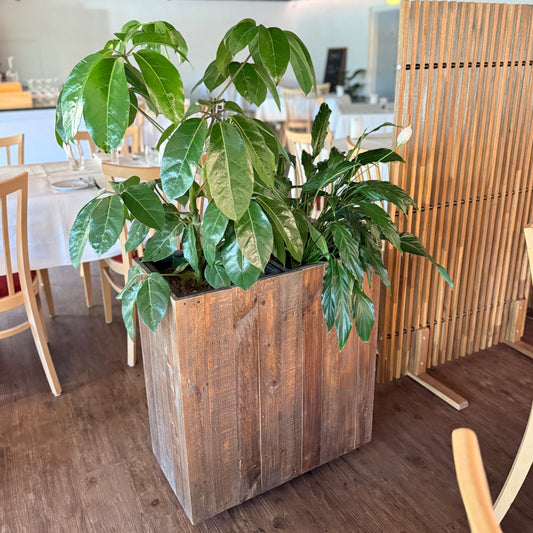 lantekasse med Schefflera og Calathea