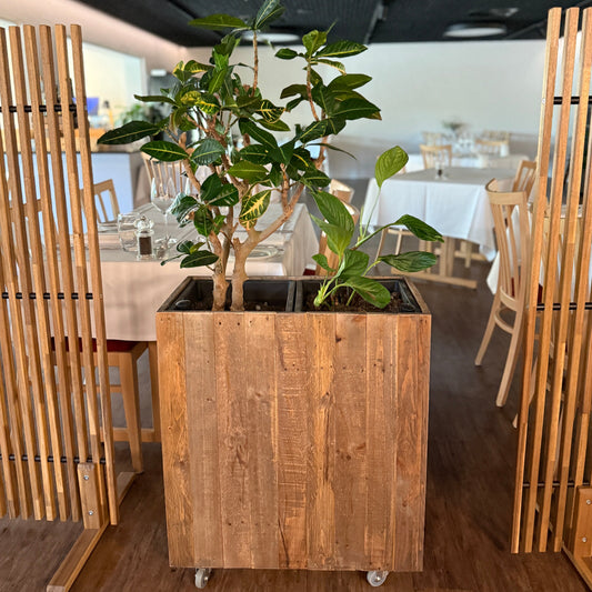 Mobil Plantekasse med Kroton og Gummifigen